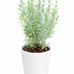 Lavandula (Lavender)