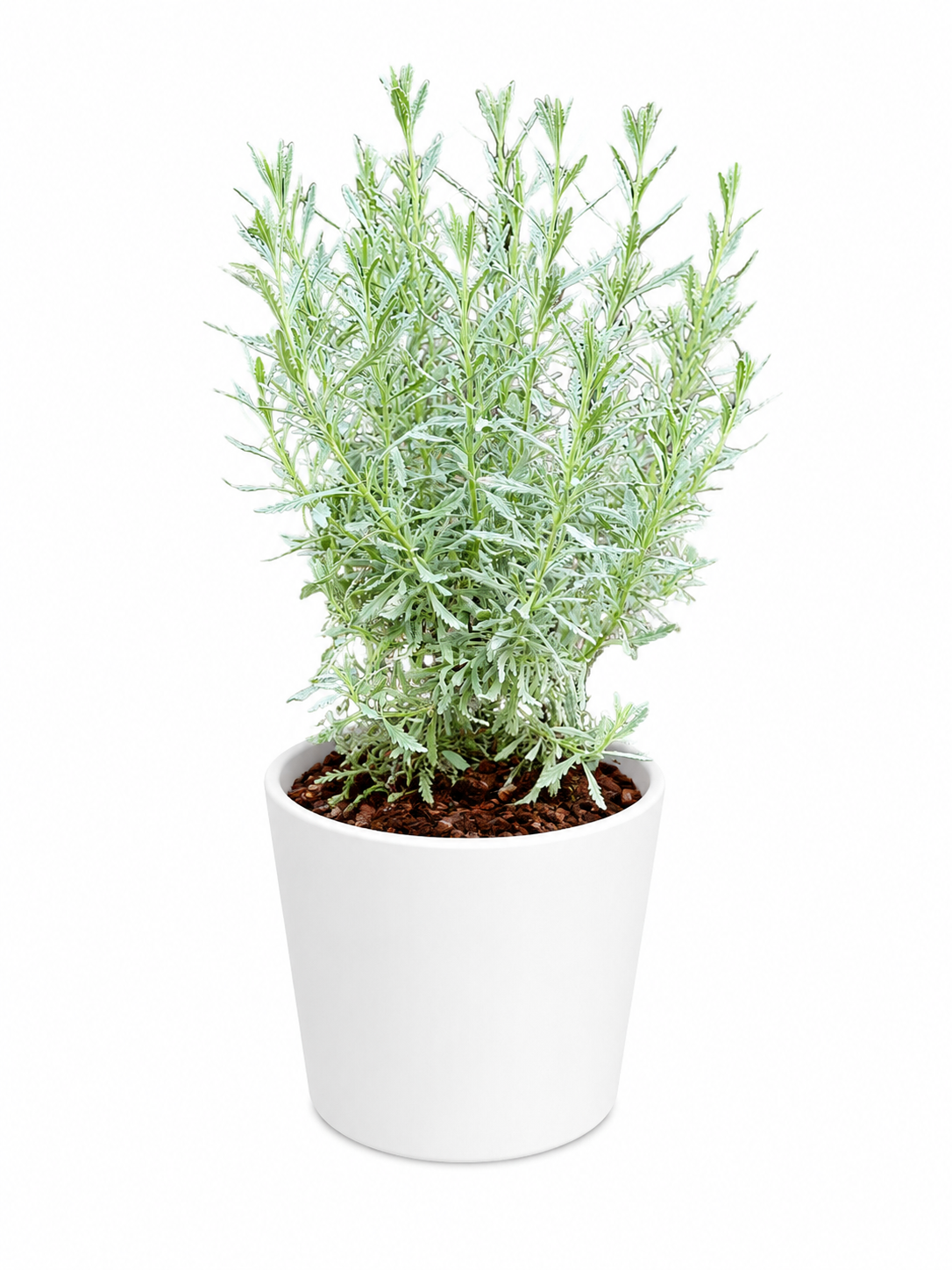 Lavandula (Lavender)