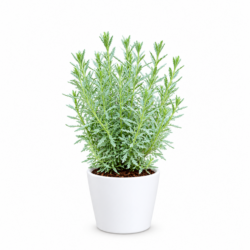 Lavandula (Lavender)