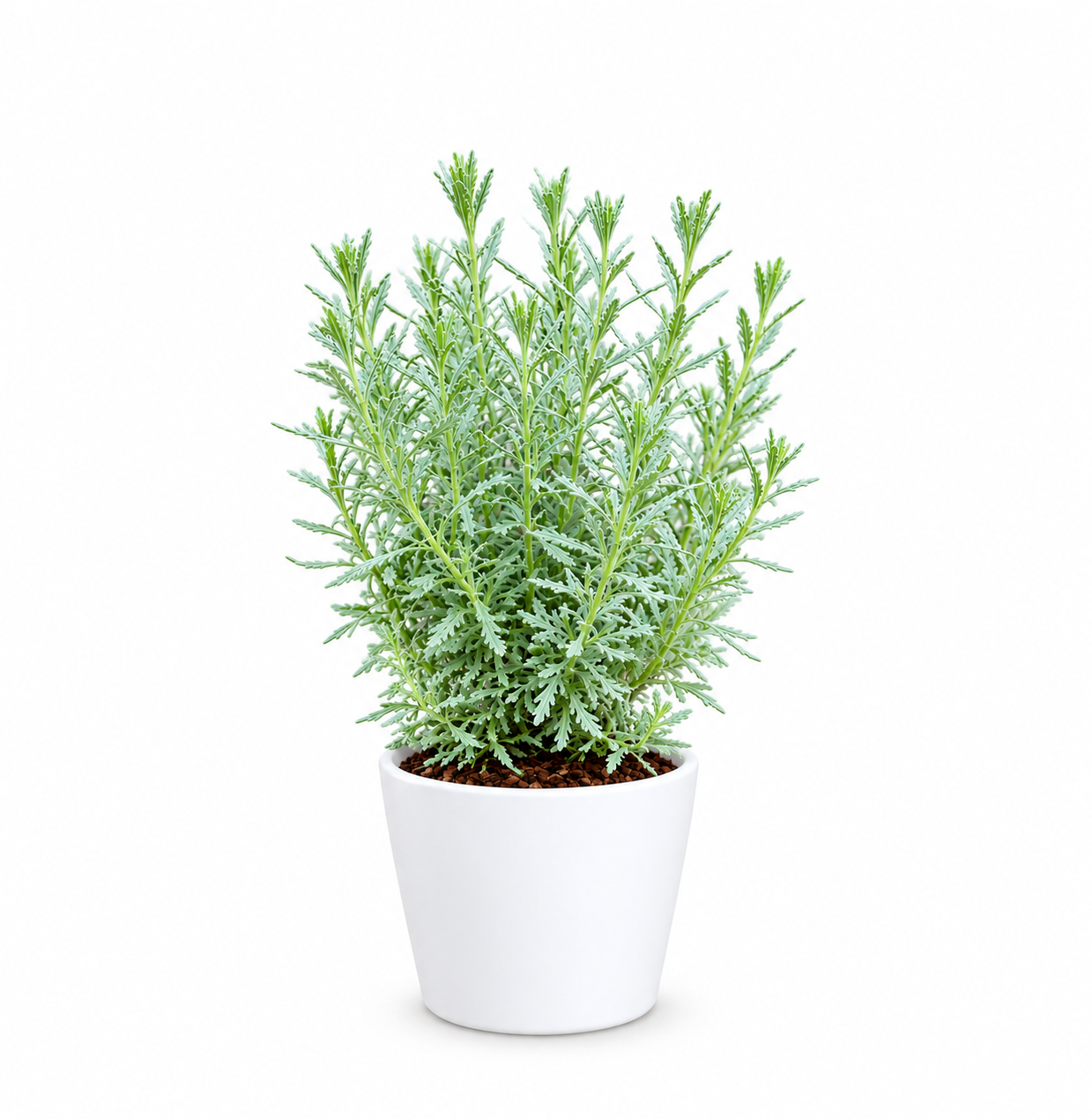 Lavandula (Lavender)