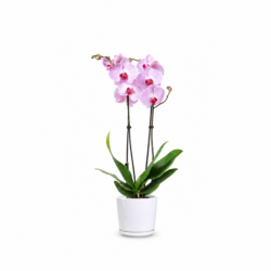 Phalaenopsis Orchid Plant (Pink)