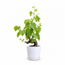 Grape Vine