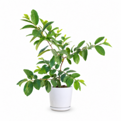 Guava