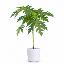 Papaya