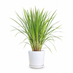 Lemon Grass