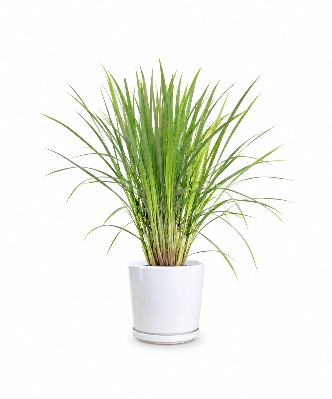 Lemon Grass