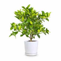 Lime Tree (Medium Size)