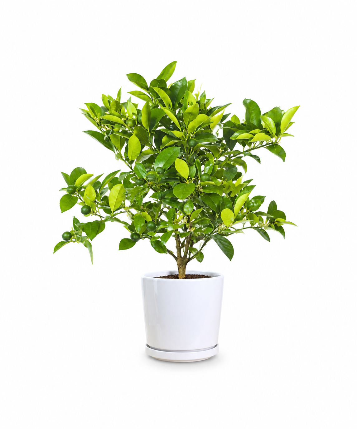 Lime Tree (Medium Size)