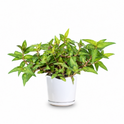 Vietnamese Coriander