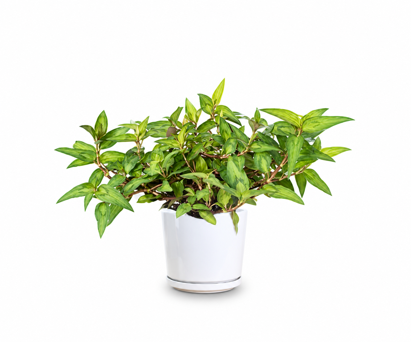 Vietnamese Coriander