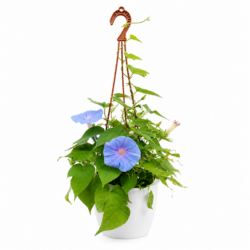 Morning Glory Plant