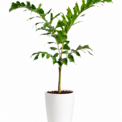 Foxtail Palm (Mini)