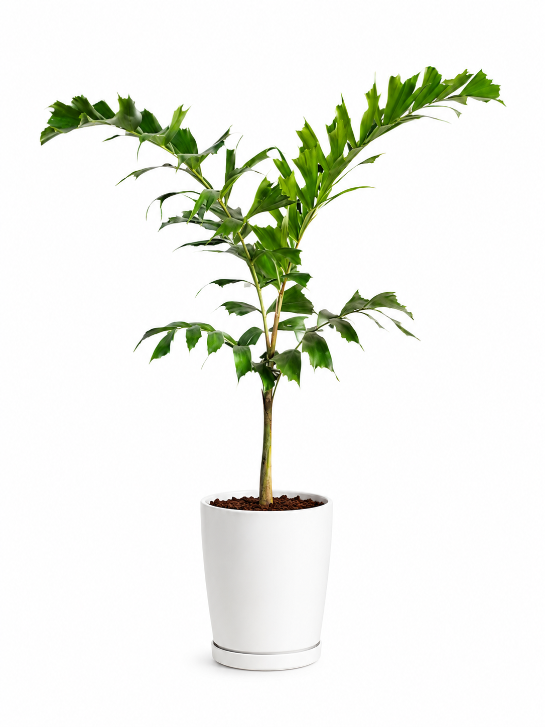 Foxtail Palm (Mini)