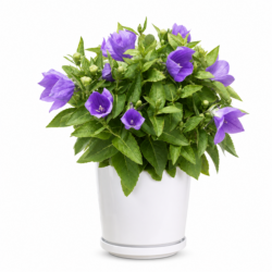 Campanula carpatica ‘Avida’ (Blue)