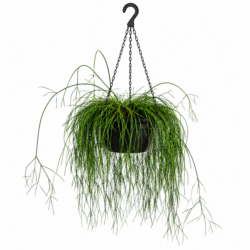 Mistletoe Cactus Alamy
