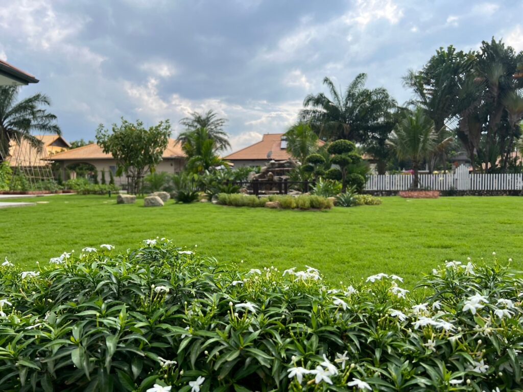 new grass and lawn pattaya
