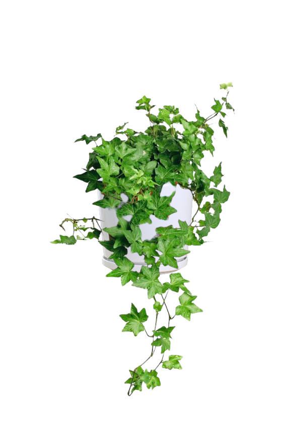 Garden Decorating With Ivy Reference: English Ivy