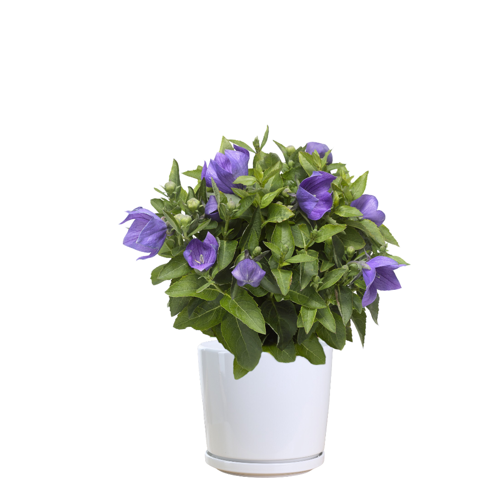 Klokje (Campanula carpatica 'Blaue Clips