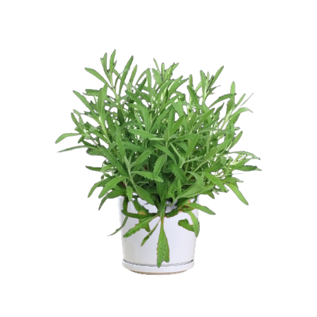 Lavandula (Lavender) - Image 2