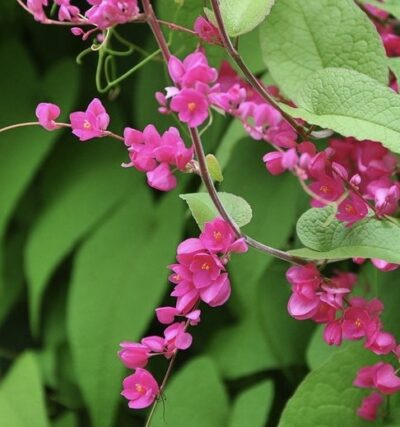 Antigonon Leptopus (Pink) - Image 2