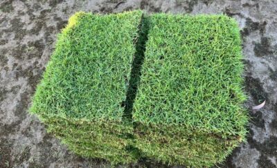 Paspalum Grass - Image 3
