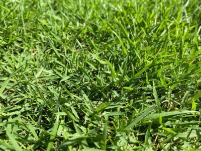 Manila Grass