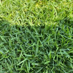 Paspalum Grass