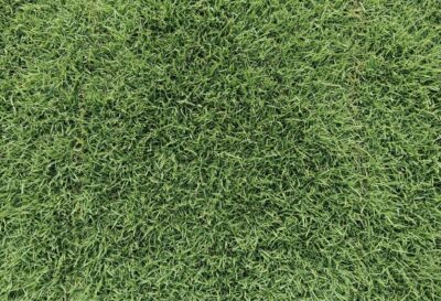 Paspalum Grass - Image 2