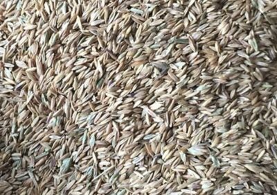 Grass Seed - Image 3