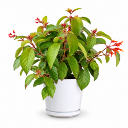 Firebush