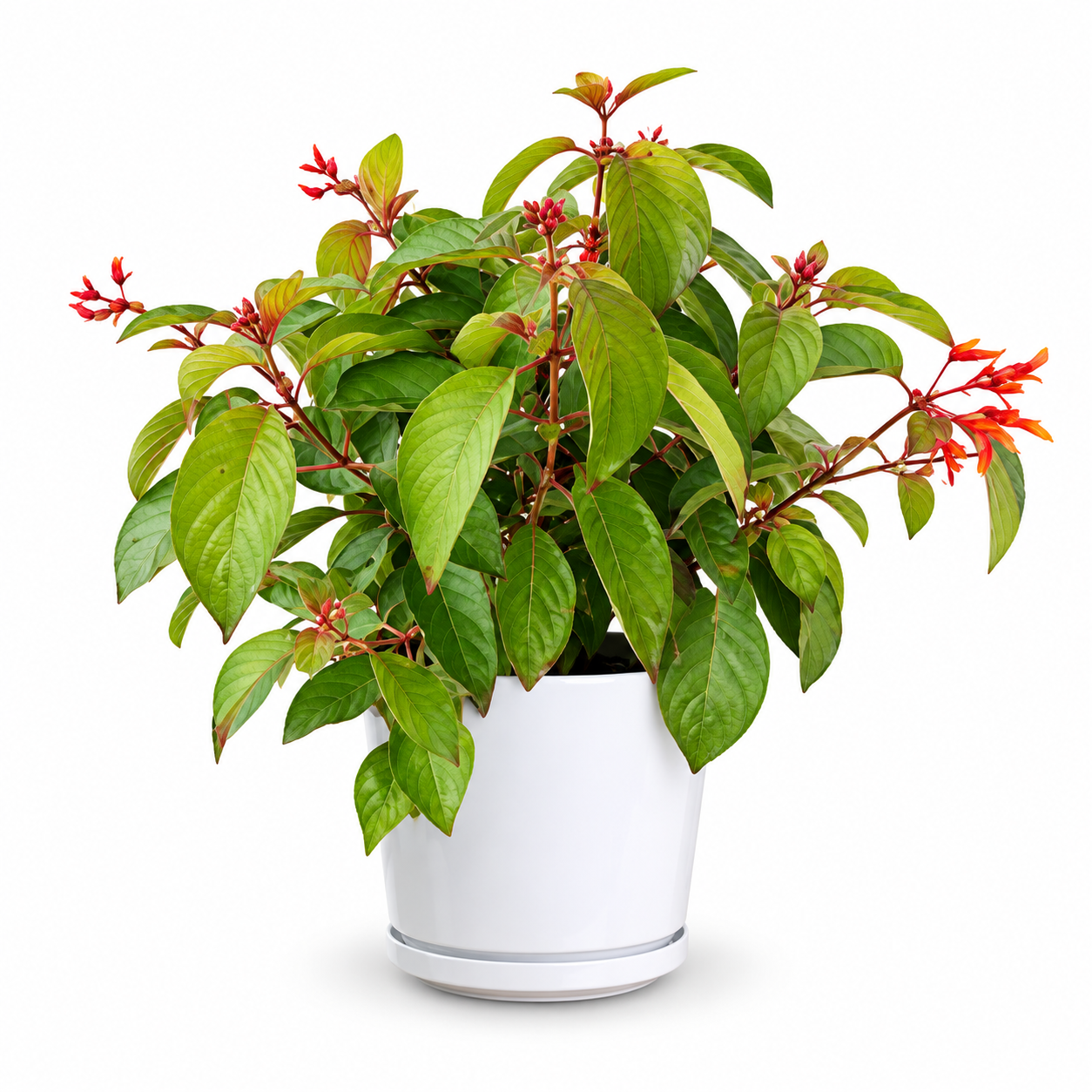Firebush