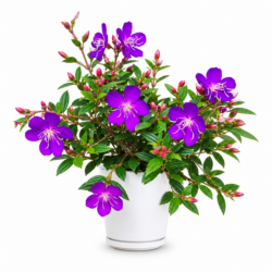 Princess Flower - Pleroma urvilleanum