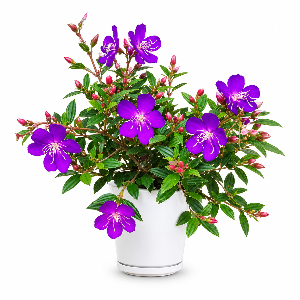Princess Flower - Pleroma urvilleanum