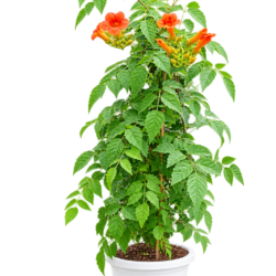 Fire Trumpet Plant