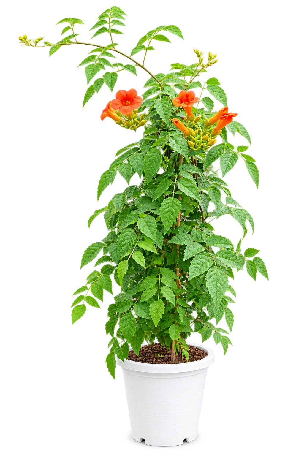 Fire Trumpet Plant