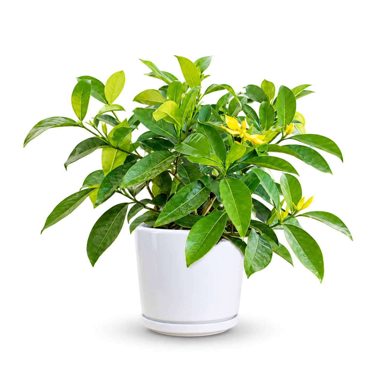Gardenia Golden Magic