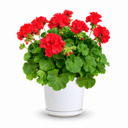 Geranium (Red)