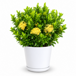 Ixora Yellow