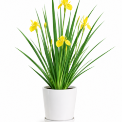 African Iris