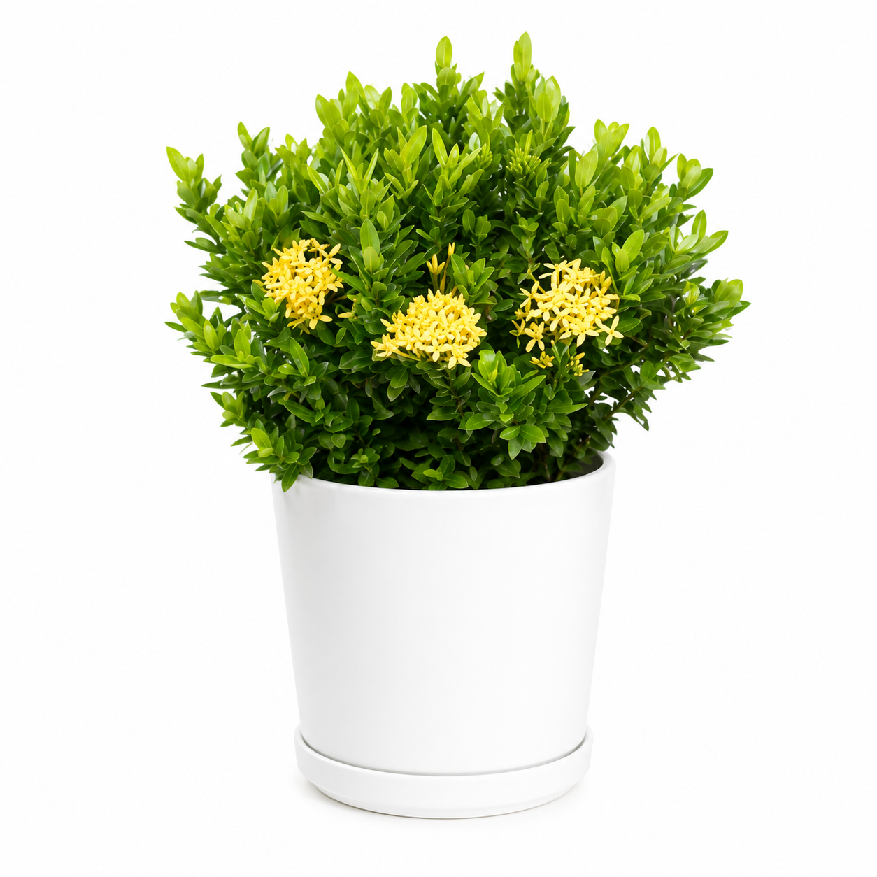 Ixora Dwarf Yellow