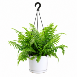 Macho Fern