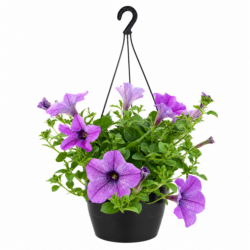 Purple Petunia