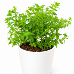 Hyssop Lilac (White)