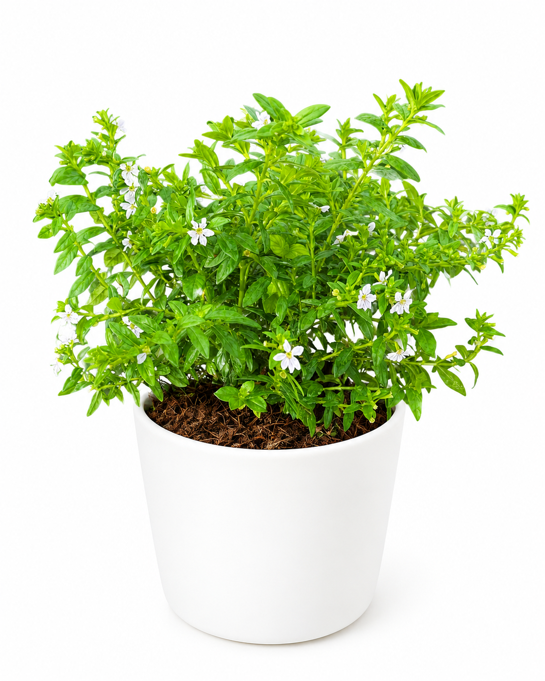 Hyssop Lilac (White)