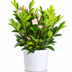 Dwarf Tree Jasmine