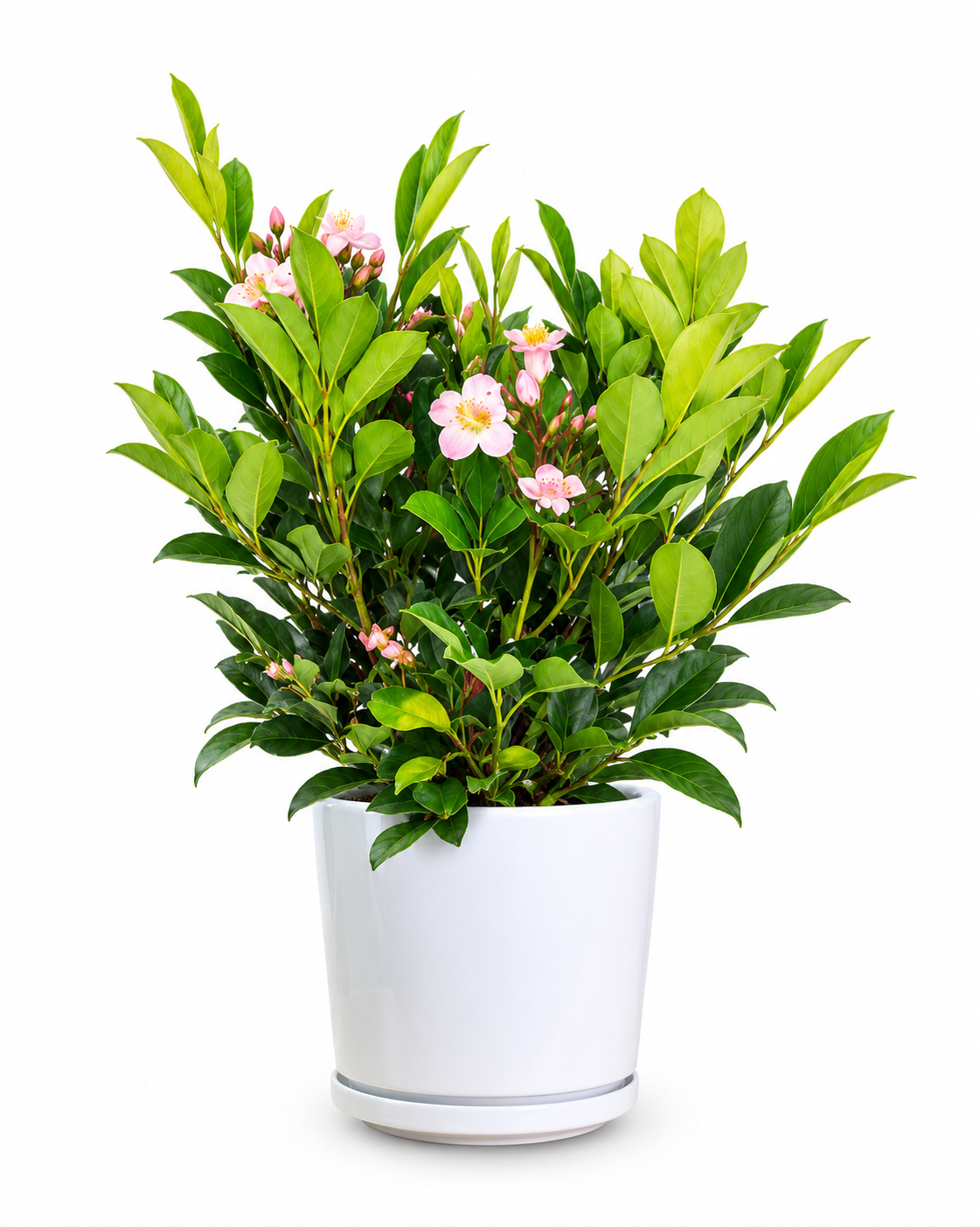 Dwarf Tree Jasmine