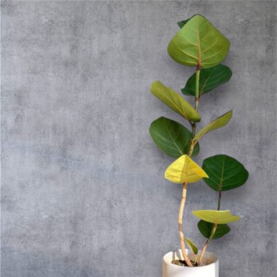 Sea Grape Plant - Image 2