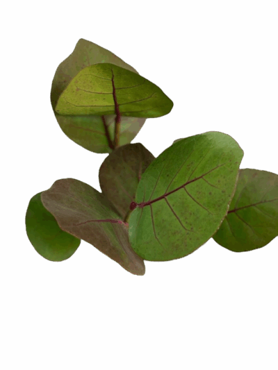 Sea Grape Plant - Image 3
