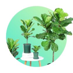 Indoor Aeration Plants