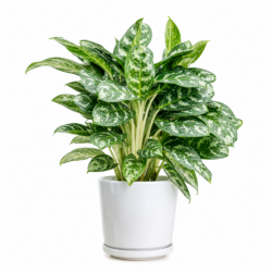 Aglaonema White